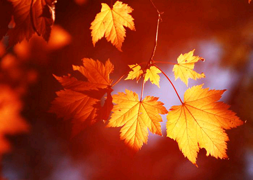 Otoño colorido - diez destinos turísticos donde contemplar hojas rojas en China 10