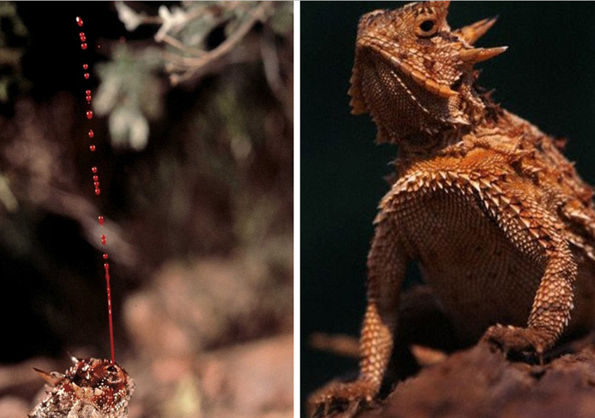 Los animales más feos de la planeta