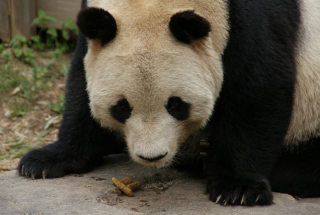 Giant panda Kou Kou at the Oji Zoo. [File photo]