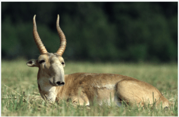 Saiga antelopes [UNEP]