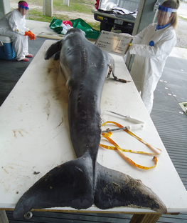 Found dead near Barataria Bay, the dolphin called Y12 is studied for clues to the cause of death. [NOAA] 