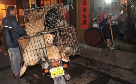 A worker pushes his motorcycle to deliver cages of dogs to be killed and eaten to a shop at a free market in Yulin city, south Chinas Guangxi Zhuang Autonomous Region, 20 June 2012.[Internet photo]