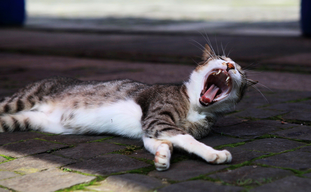 Taiwan village gets the cream as feral cats draw crowds.[Internet photo]