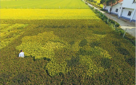  His living map of rice plants has drawn countless visitors to his farm.