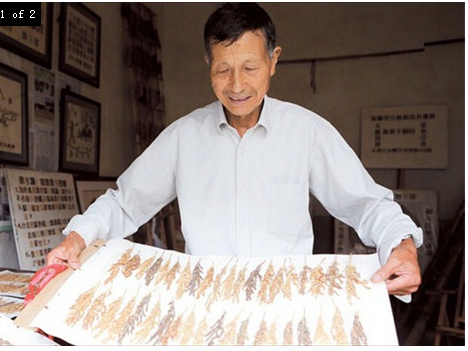 Chen Jinxiang shows off a selection of the rice varieties he has cultivated over 40 years as a researcher. 