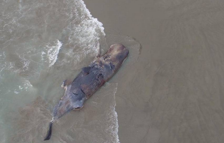 A sperm whale found stranded in coastal waters of Taiwan's Chiayi County on Oct. 15 that died three days later was found to have fishing nets and plastic bags filling its stomach.