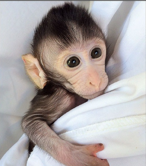 The first monkey implanted with the human autism gene.