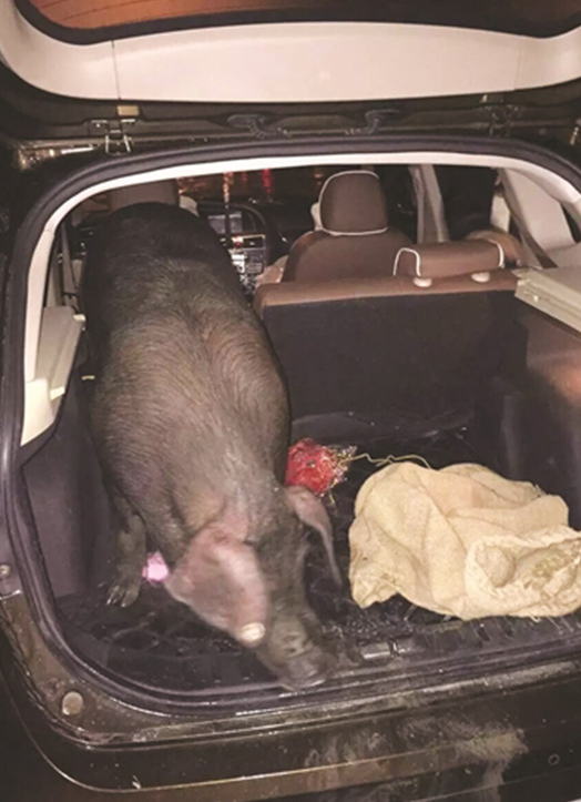 An employee drives the pig in the rear of his SUV.
