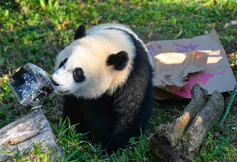 Giant panda Bei Bei plays at National Zoological Park in Washington, DC, after celebrations of his first birthday. Bao Dandan / Xinhua