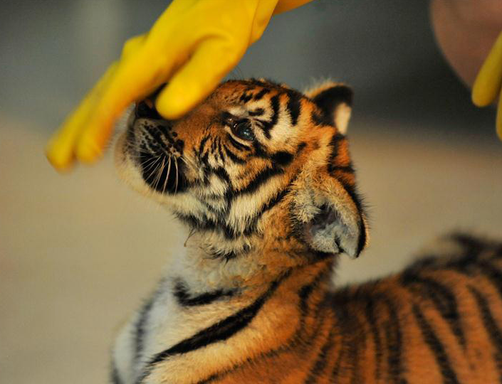 A feeder examines a little South China tiger at Nanchang Zoo in Nanchang, capital of East China's Jiangxi province, Aug 22, 2016. The newly born twin cubs of South China tiger in Nanchang Zoo live through the observation period smoothly recently. [Photo/Xinhua]