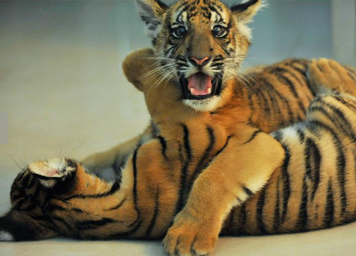 Twin South China tiger cubs born at Nanchang 
