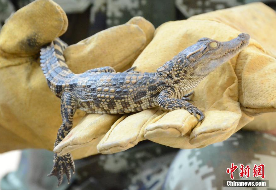 Border police in southern China's Guangxi Zhuang Autonomous Region have found 940 baby Siamese crocodiles, a protected species.[Photo/Chinanews.com]