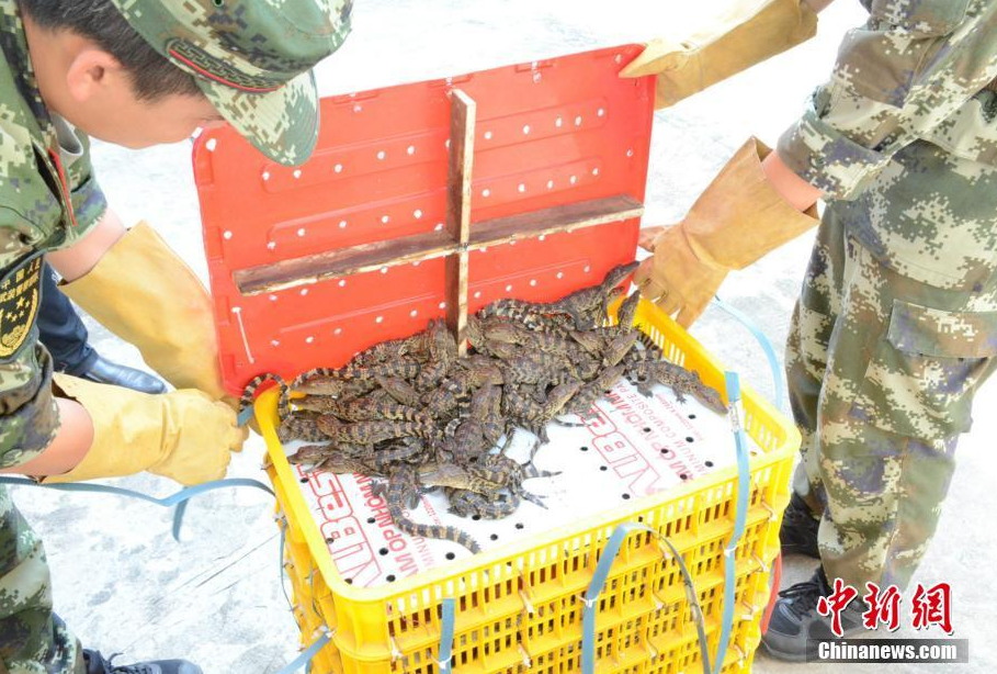 Border police in southern China's Guangxi Zhuang Autonomous Region have found 940 baby Siamese crocodiles, a protected species.[Photo/Chinanews.com]