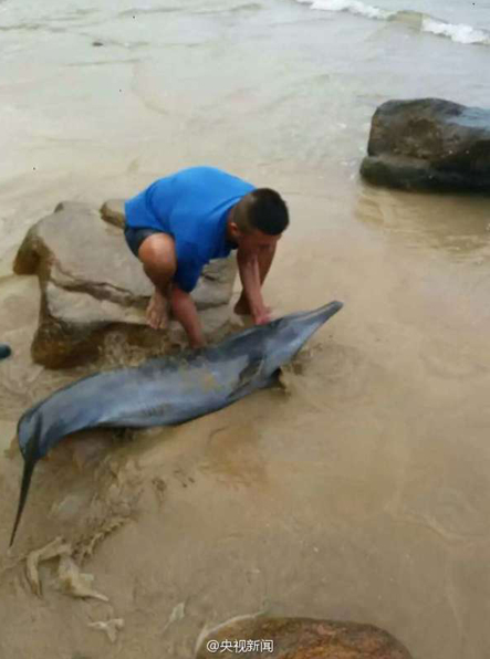 On Thursday, 3 November, 2016 an injured dolphin was found stranded on Lingshui beach, and was sent back into the ocean twice on the same day. [Photo: weibo.com]