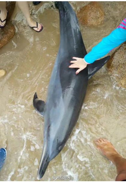 On Thursday, 3 November, 2016 an injured dolphin was found stranded on Lingshui beach, and was sent back into the ocean twice on the same day. [Photo: weibo.com]