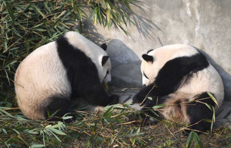 Mei Huan (left) and Mei Lun play at the Chengdu Research Base of Giant Panda Breeding, in the southwestern Sichuan Province, yesterday. The panda twins born in the United States are changing their diet and adapting to the new environment after returning to China last month. [Photo/Xinhua]