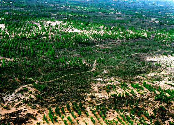 如今，鄂尔多斯毛乌素沙地70%的面积、库布其沙漠25%的面积得到治理和控制，全市75%的国土面积披上了绿装。图为毛乌素沙地治理成效。.png