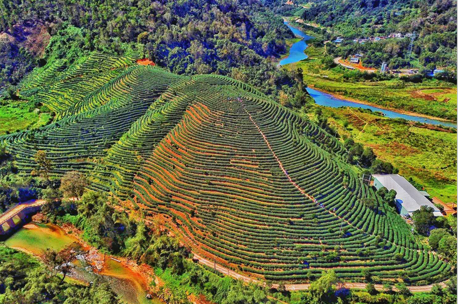  Yexian Organic Tea Garden constitutes the beautiful scenery of the Shuiman Town of Wuzhishan City in China’s Hainan Province. [Photo by ZengJie/hinews.cn]