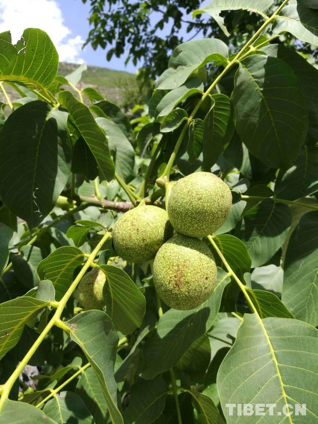 砥礪奮進的五年青藏高原上的六尺巷