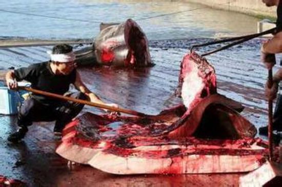 日本欲恢复捕鲸