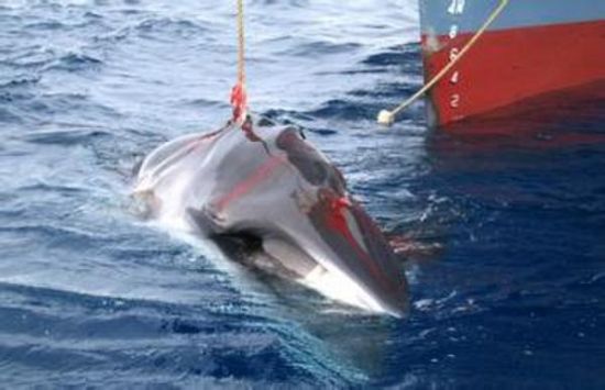 日本欲恢复捕鲸