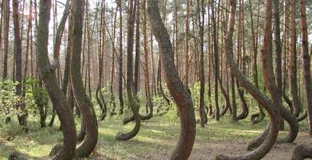 Los árboles crecen doblados en un bosque polaco