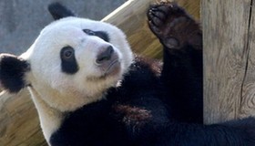 Giant pandas Ya Ya enjoys happy life in Memphis