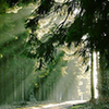 APEC Forestry Ministerial meeting