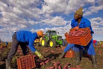 Farm employees dig up sweet potatoes in Brits, South Africa. [Agencies]