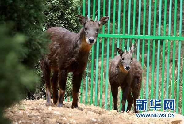 Gift goat from Taiwan gives birth in Shandong