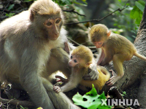 组图:黔灵公园小猴当家