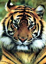 china tiger