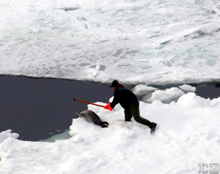 猎人用木棍杀死一只格陵兰海豹.图片来源:ic传