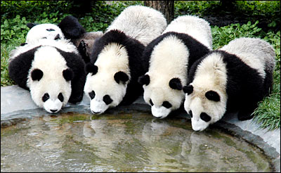 Where do pandas live?