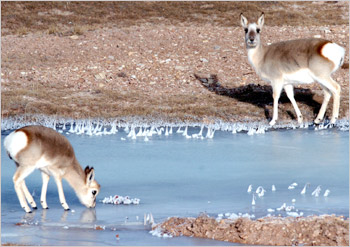 tibetan animals