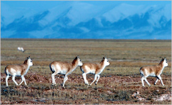 Unique Species of Wild Animals on Qinghai-Tibet Plateau -
