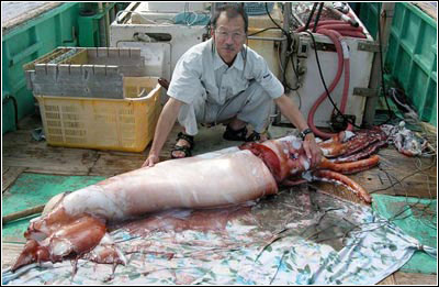科学家在日本海捕捉到巨型章鱼