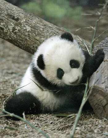 Baby Pandas Pictures on Baby Panda Makes Media Debut At Zoo Atlanta    China Org Cn