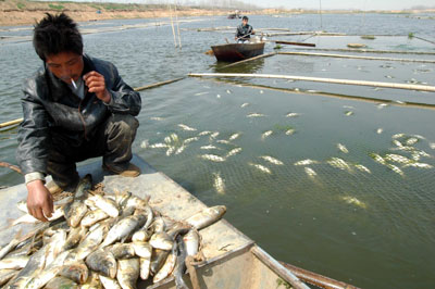 polluted water deals a blow to fishermen -- chin