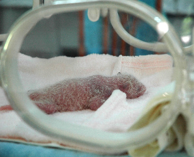 Newly-born Giant Panda Twins in Chengdu -- china.org.cn