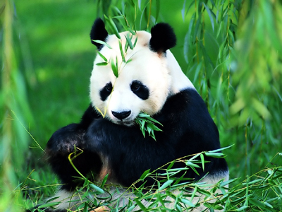 panda habitat