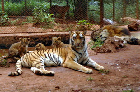 liger and tiger. The liger is a cross hybrid