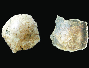 100,000-year-old human skull found
