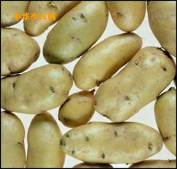 这种转基因土豆可能相对容易被人体