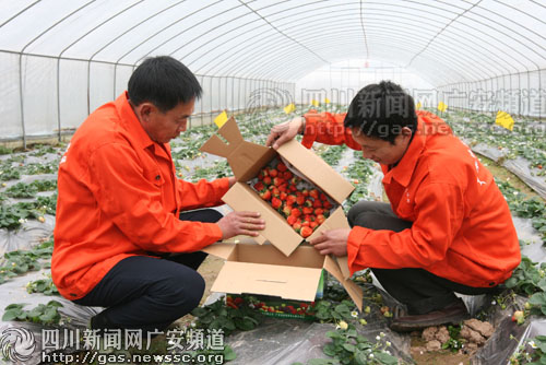 草莓种植大棚_大棚草莓亩收入多少钱(2)