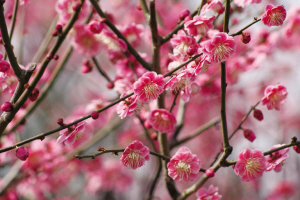 上海赏花探春乐逍遥-画像
