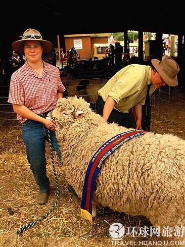 趣味无穷的剪羊毛秀