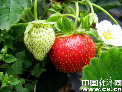 五月草莓飘香 到京郊过把采摘瘾全攻略(组图)