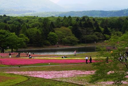 日本东京工业大学中国留学生组织赏樱文化之旅