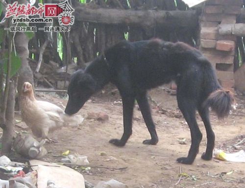 河北三条腿怪鸡 与<em>大黑狗</em>形影不离(组图)_中国